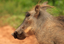 Warthog