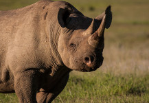 Black Rhino