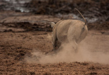 Warthog