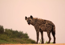 Spotted Hyena
