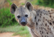 Spotted Hyena