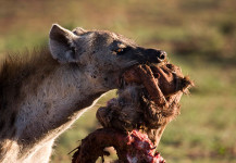 Spotted Hyena