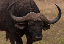 Cape Buffalo