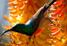 Sunbird