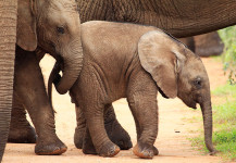 Addo Elephant