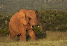 Addo Elephant