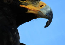 Black Eagle
