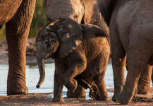 Baby Elephant