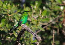 Malachite Sunbird