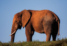 Elephant At Sunset