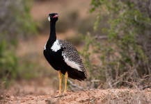 Korhaan