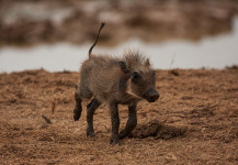 Baby Warthog